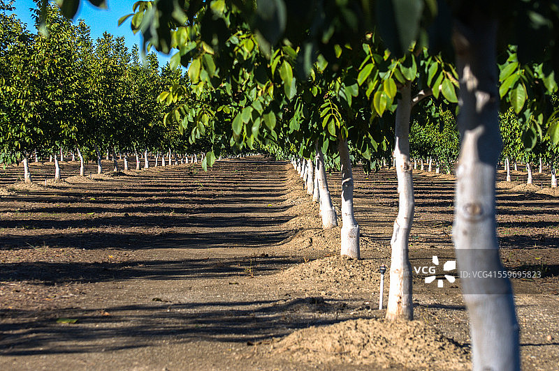 加利福尼亚州果园中的核桃树行图片素材