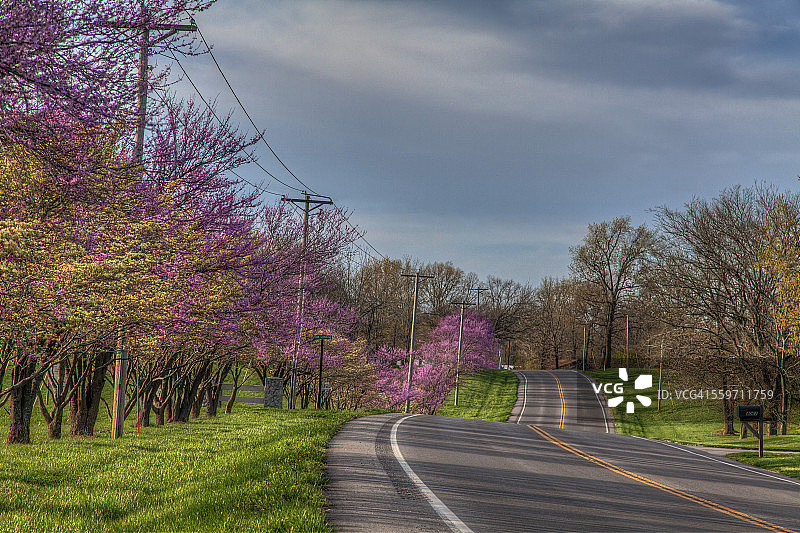 道路上的红色花苞图片素材