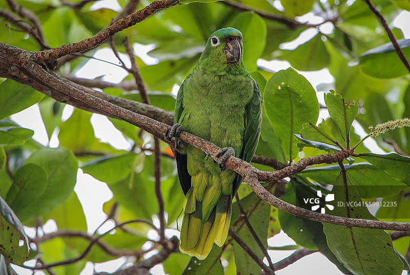 卡威塔的粉鹦鹉图片素材