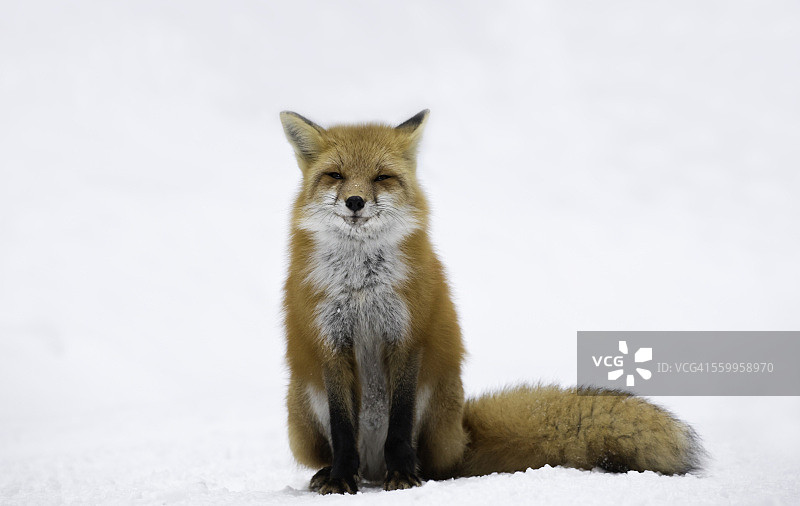 冬季狐狸肖像图片素材