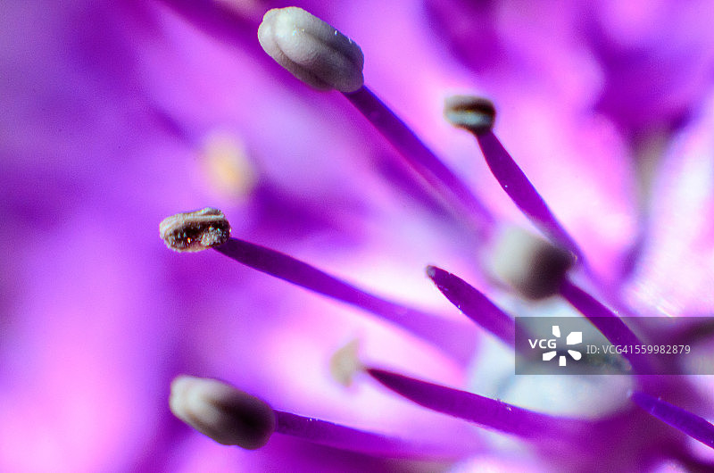 洋葱花图片素材