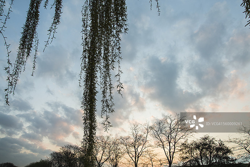 日出时分的垂柳图片素材
