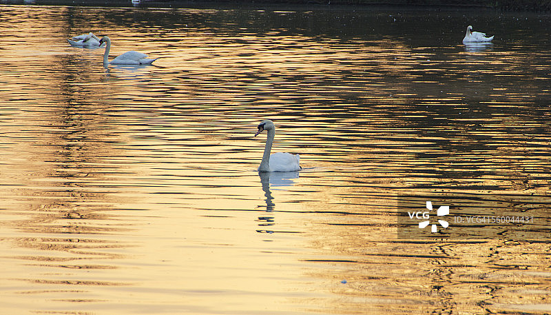 清晨的湖面天鹅图片素材