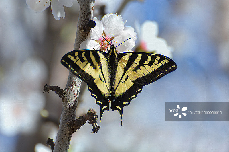 虎凤蝶在杏花上采蜜图片素材