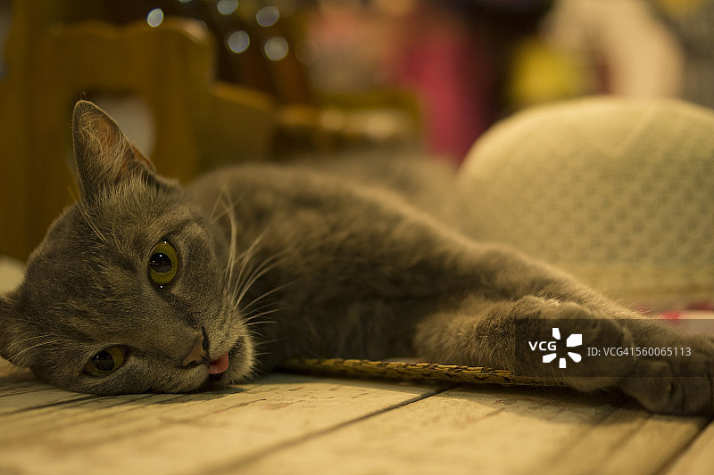 泰国拜县夜晚卧着的流浪猫图片素材