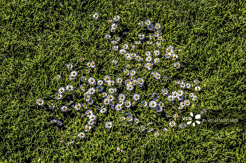 雏菊链图片素材