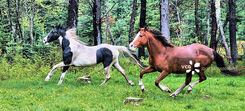 田纳西走马图片素材