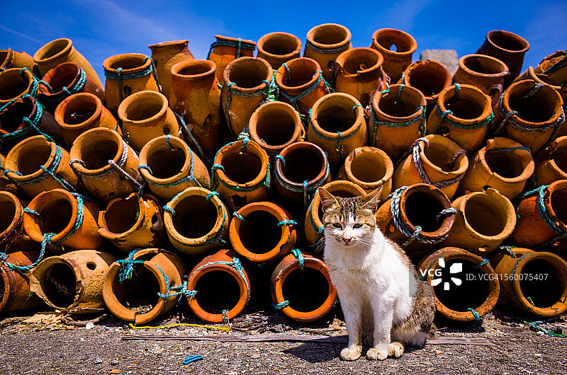 猫和章鱼陷阱图片素材