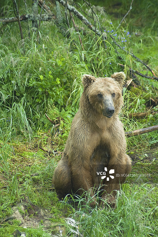 卡特迈国家公园布鲁克斯营地的棕熊图片素材