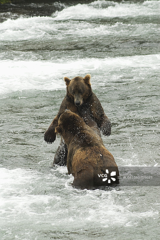 棕熊在卡特迈国家公园布鲁克斯营地争夺鲑鱼图片素材