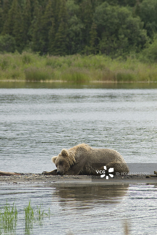 在卡特迈国家公园布鲁克斯营地的纳克纳克湖边休息的棕熊幼崽图片素材