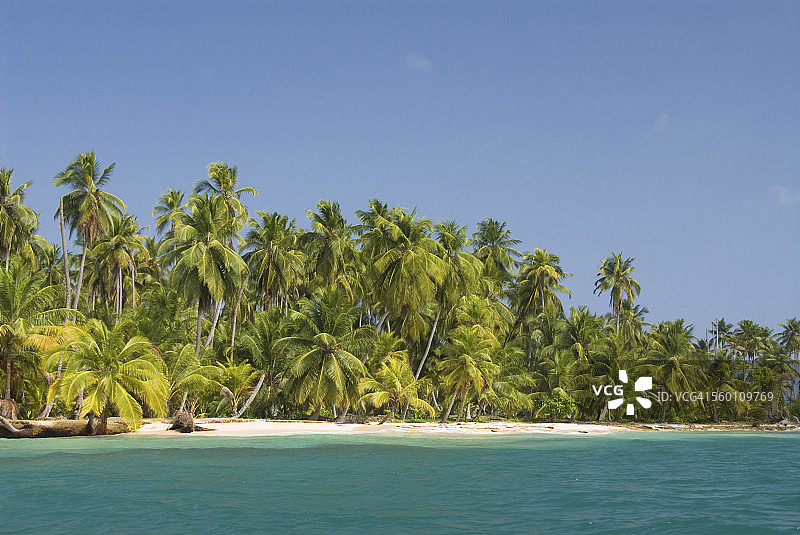 蓝天下绿水旁的棕榈树图片素材