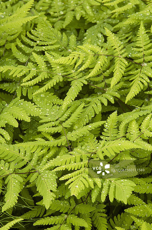 楚加奇国家森林公园特纳根山口的蕨类植物上的新鲜雨滴图片素材