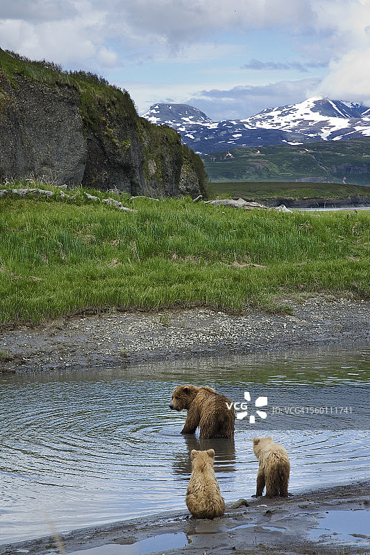夏季阿拉斯加州麦克尼尔河州立野生动物保护区，棕熊妈妈在米克菲克河岸寻找鱼，两只幼崽在岸边等待图片素材