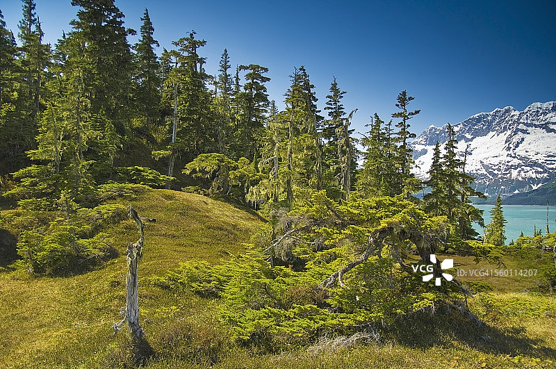沿海的雪山和北方森林图片素材