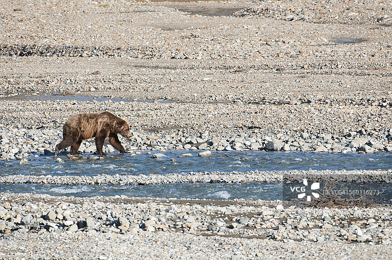 棕熊在德纳里国家公园托克拉特河的砾石床上行走图片素材