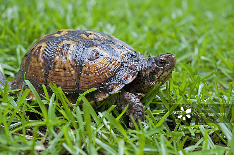 草地上的乌龟图片素材