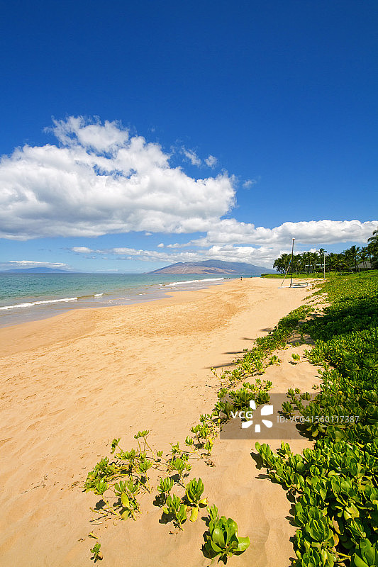 夏威夷毛伊岛威雷亚海滩的树叶和远处的双体船图片素材