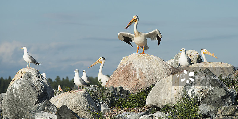 栖息在岩石上的鹈鹕和海鸥图片素材