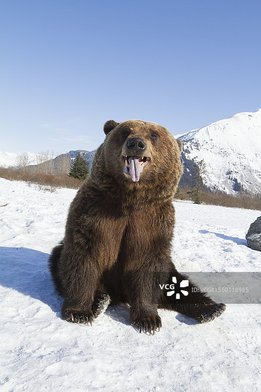阿拉斯加野生动物保护中心雪地里的棕熊（人工饲养）图片素材