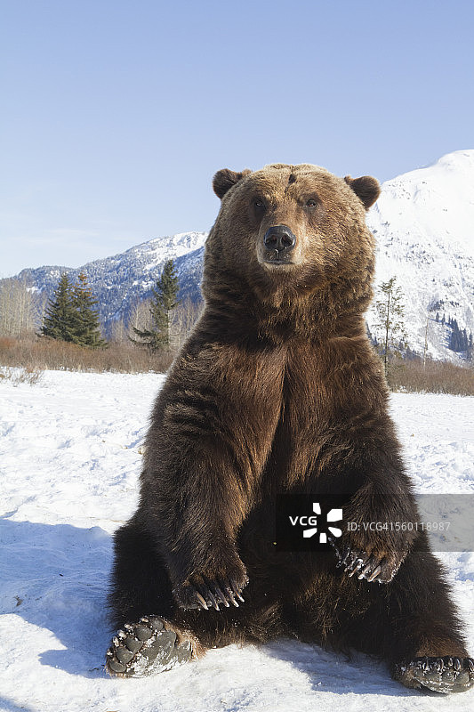 阿拉斯加野生动物保护中心雪地里的棕熊（人工饲养）图片素材
