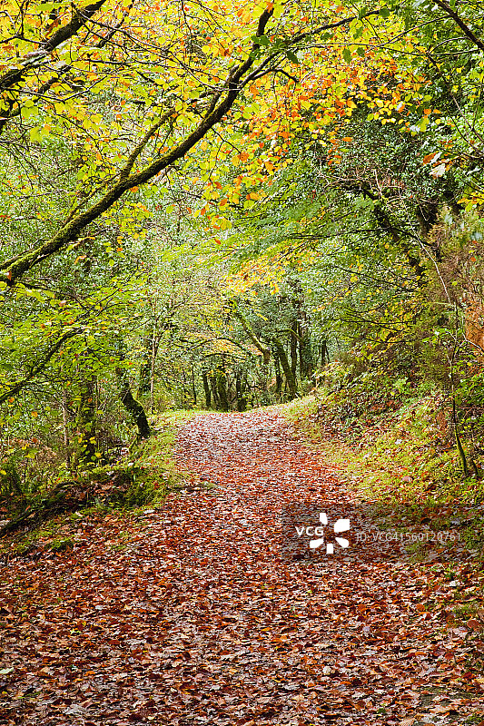 格伦加里夫森林秋季覆盖着棕色落叶的小路图片素材