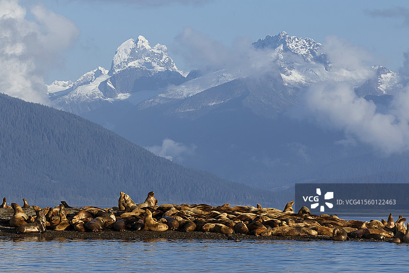 阿拉斯加朱诺附近林恩运河内航道小岛上晒太阳的海狮图片素材