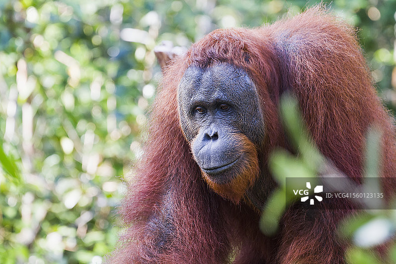 雄性婆罗洲猩猩(Pongo pygmaeus),位于印度尼西亚加里曼丹中部丹戎 puting 国家公园图片素材