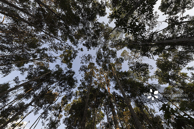 印度尼西亚加里曼丹中央, 丹戎 puting 国家公园 Leaky 营地丛林中的树木图片素材