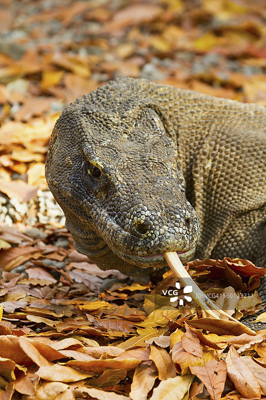 科莫多岛科莫多巨蜥(Varanus komodoensis),印度尼西亚东努沙登加拉科莫多国家公园图片素材