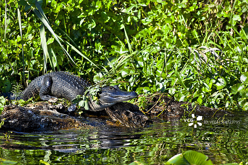 亚热带雨林中圣约翰斯河的美国鳄鱼（密西西比鳄）图片素材