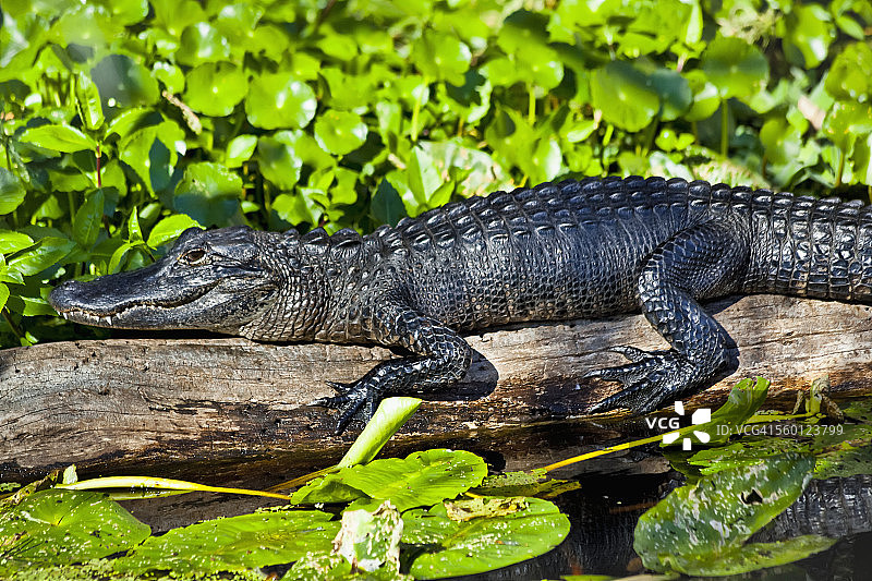 美国短吻鳄（密西西比鳄）在圣约翰河蓝泉州立公园的圆木上休息特写图片素材