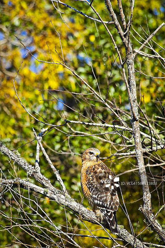 红肩鵟（线翎鵟）位于蓝泉州立公园的秋叶中图片素材