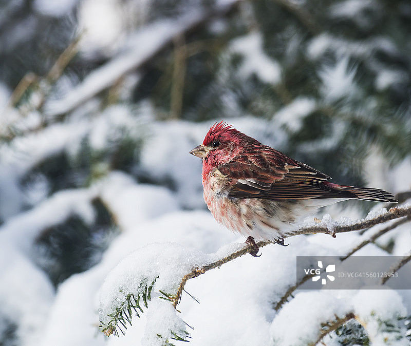 雪树上的紫 red 雀图片素材