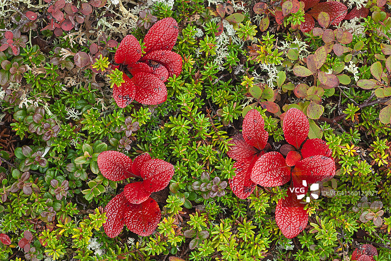 阿拉斯加德纳里国家公园熊果和其他彩色苔原植物的微距照片图片素材