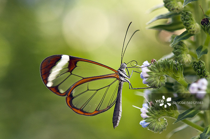 蝴蝶屋里的透翅蝶图片素材