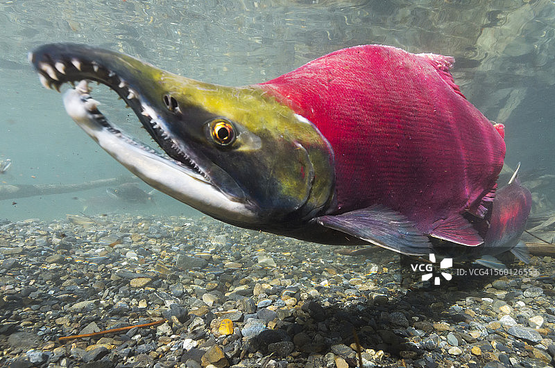 红大马哈鱼（Oncorhynchus nerka）的肖像图片素材