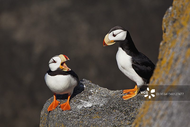 一对海鹦栖息在岩石上，阿拉斯加图片素材