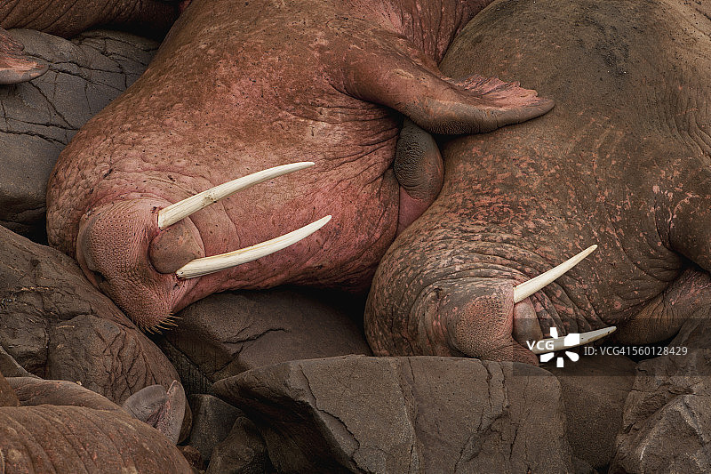 海象岛州立野生动物保护区，阿拉斯加西部布里斯托尔湾圆岛上并排休息的雄性太平洋海象图片素材