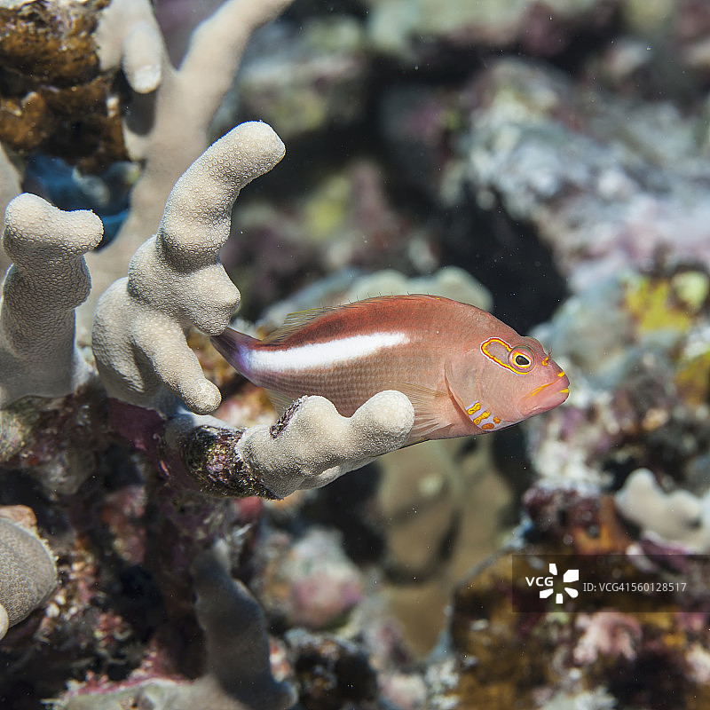 科纳附近的弧眼鹰鱼潜伏在指状珊瑚上图片素材