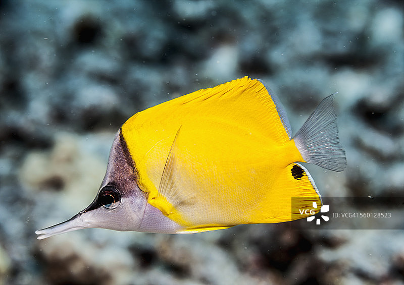 科纳附近的丝蝴蝶鱼图片素材