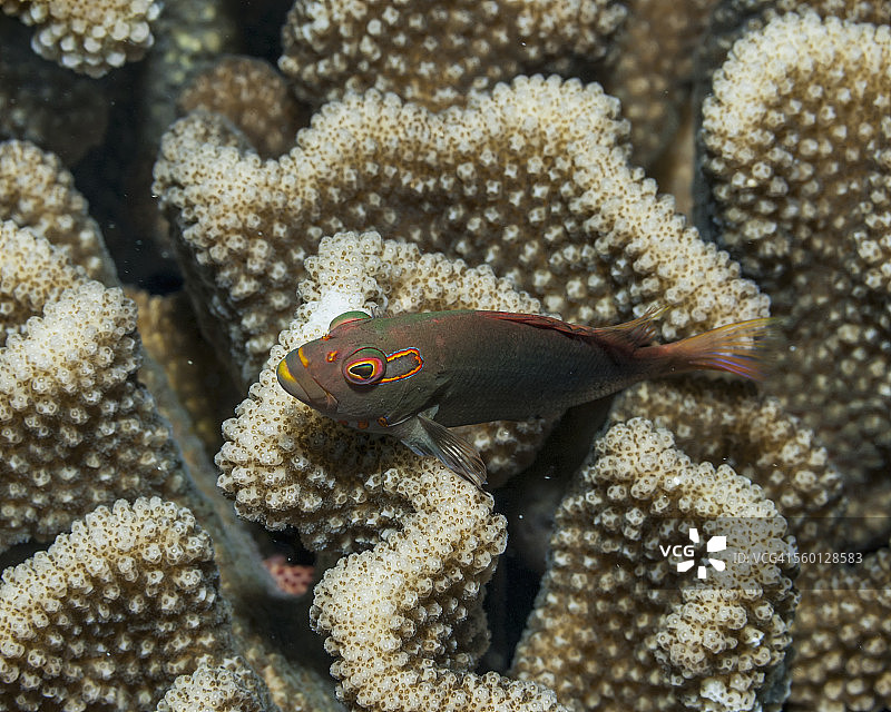 栖息在鹿角珊瑚上的弧眼鹰鱼图片素材