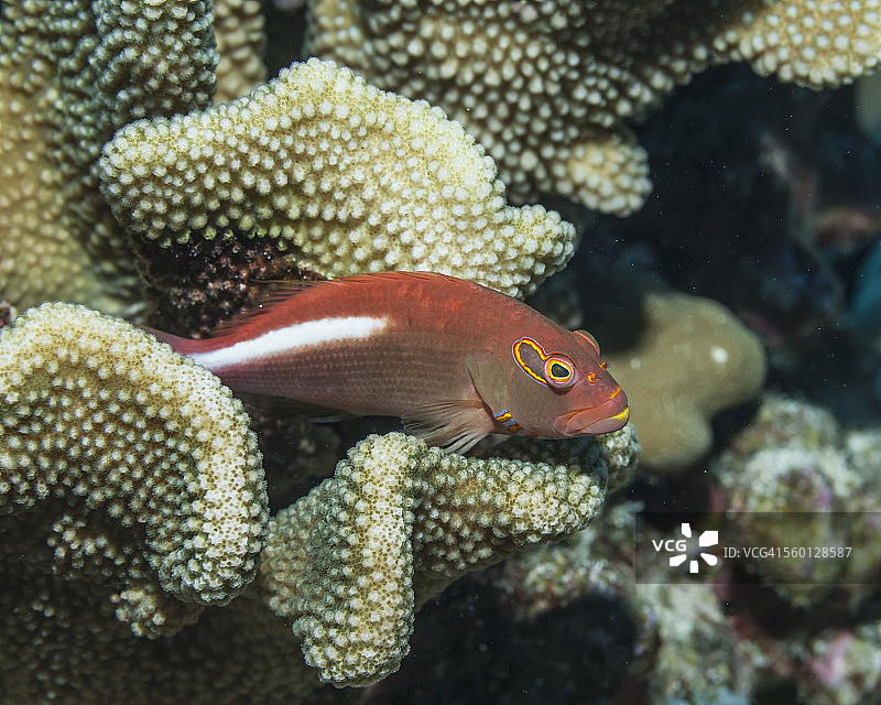 栖息在鹿角珊瑚上的弧眼鹰鱼图片素材