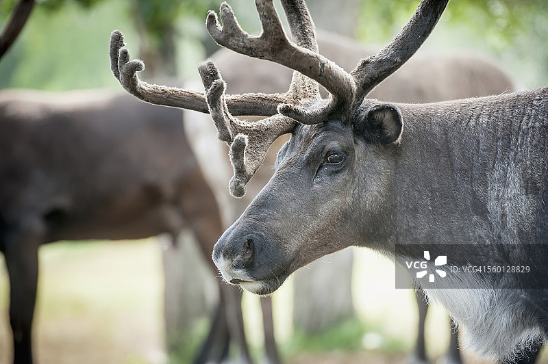 牧场上的驯鹿(Rangifer tarandus)图片素材