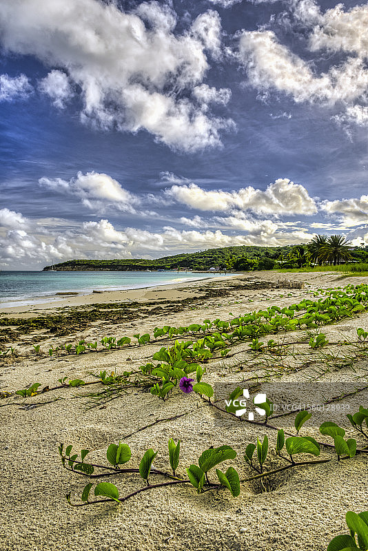 迪克enson湾上空的积云朵朵图片素材