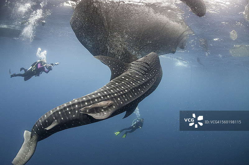 鲸鲨与渔网图片素材
