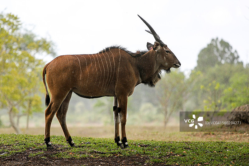 大型eland羚羊图片素材