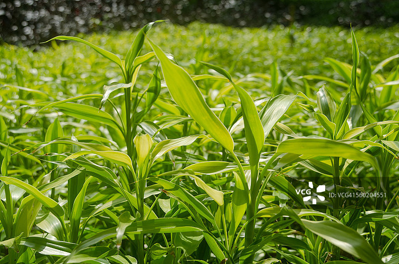 绿叶龙血树图片素材