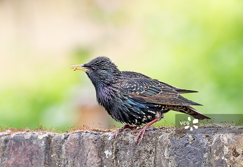 欧洲八哥图片素材