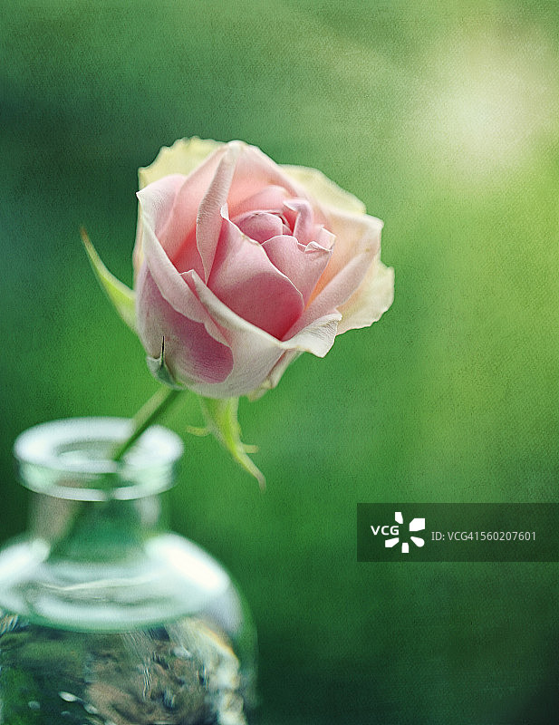 玻璃瓶中的粉色玫瑰图片素材